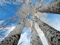 Tall white barked leafless quaking aspen trees Royalty Free Stock Photo