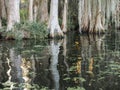 Tall white cypress trees reflected in saltwater swamp Royalty Free Stock Photo