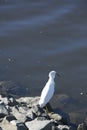 White feathered tall  crane bird rocks Southern California Royalty Free Stock Photo