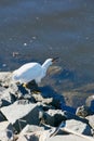 White feathered tall  crane bird rocks Southern California Royalty Free Stock Photo