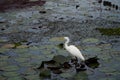 A tall white great egret (Ardea alba) stands on a water with its head and s-curve neck in profile.