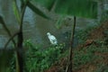 A tall white great egret & x28;Ardea alba& x29; stands on a pier with its head and s-curve neck in profile