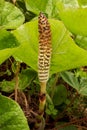 Horse Tail Plant in a Marsh Royalty Free Stock Photo
