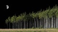 Moonlit Aspen Grove Forest at Night with Half Moon Visible Over Trees Royalty Free Stock Photo