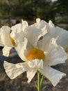 California Garden Series - Fried Egg Poppy - Matilija Poppy - Romneya coulteri Royalty Free Stock Photo