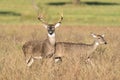 Tall and wide whitetail buck with doe in heat Royalty Free Stock Photo