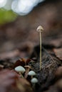 Tall wild mushrooms in the autumn forest