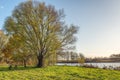 Tall willow tree beside the lake Royalty Free Stock Photo