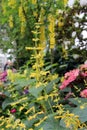 Tall, Wispy Flowering Stalks with Yellow Trumpet Flowers