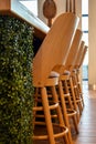 Tall wooden bar stools with backs stand in a row near the bar counter. Natural wood yellow Royalty Free Stock Photo