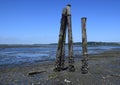 Pillars during low tide, Royston Vancouver Island Royalty Free Stock Photo