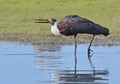 Tall Woolly Necked Stork driks water from river Royalty Free Stock Photo