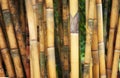 Tall yellow bamboo