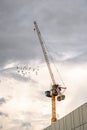 Tall yellow construction tower crane at sunset with flock of birds flying by. Royalty Free Stock Photo