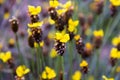 Tall Yellow-eyed Grass flower Xyris indica L. Royalty Free Stock Photo