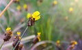 Tall Yellow-eyed Grass flower Xyris indica L. Royalty Free Stock Photo