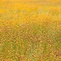 Tall yellow-eyed grass, Local Thai flower blooming in the paddy Royalty Free Stock Photo