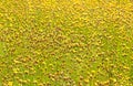 Tall Yellow-eyed Grass Royalty Free Stock Photo