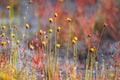 Tall Yellow-eyed Grass