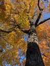 Tall Yellow Fall Foliage Tree in Autumn in November Royalty Free Stock Photo
