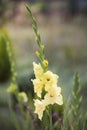 Tall yellow flower gladioli against natural background Royalty Free Stock Photo