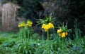 Tall Yellow Fritillaria Imperialis in the Park Royalty Free Stock Photo