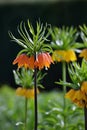 Tall Yellow fritillaria imperialis Royalty Free Stock Photo