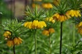 Tall Yellow fritillaria imperialis Royalty Free Stock Photo