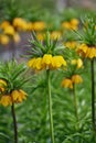 Tall Yellow fritillaria imperialis Royalty Free Stock Photo