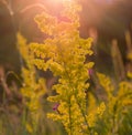 Tall yellow goldenrod flowers in a field in the bright orange rays of the setting sun background. Royalty Free Stock Photo