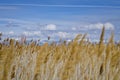 The yellow wetlands under the blue clear sky.