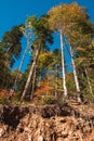 Tall yellow and green trees growing on cliff in mountain forest Royalty Free Stock Photo