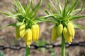 Tall Yellow Imperial Crown Tulips with healthy greenery in garden bed during spring season