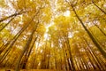 Tall yellow maple trees