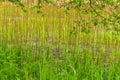 Tall yellow reed in the swamp