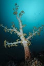 Tall Yellow Soft Coral Thriving on Ocean Seabed