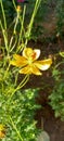 Tall yellow sulphur cosmos flower of sri lanka