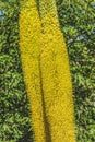 Tall Yellow Thread Agaves Blooming Phoenix Arizona
