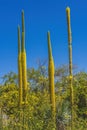 Tall Yellow Thread Agaves Blooming Phoenix Arizona