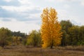 Tall yellow tree in forest, at autumn