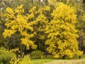 Tall yellow trees in the autumn park. Background with autumn trees Royalty Free Stock Photo