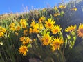 Tall Yellow Wild Flowers Blooming in Wyoming on a Sunny Day in July, Blue Clear Sky Above, Happiness, Sunshine, Optimism Royalty Free Stock Photo