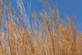 Tall yellow wild grass. Ios Island, Greece