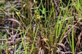 Tall Coreopsis aka Coreopsis tripteris in bloom