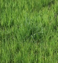 Tall young grass