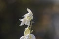 Tall Yucca plant flowers close up Royalty Free Stock Photo