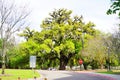 Florida State University Campus plant