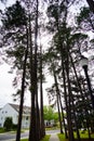 Florida State University Campus tree