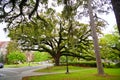 Florida State University Campus tree