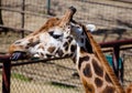 Giraffa camelopardalis rothschildi Royalty Free Stock Photo